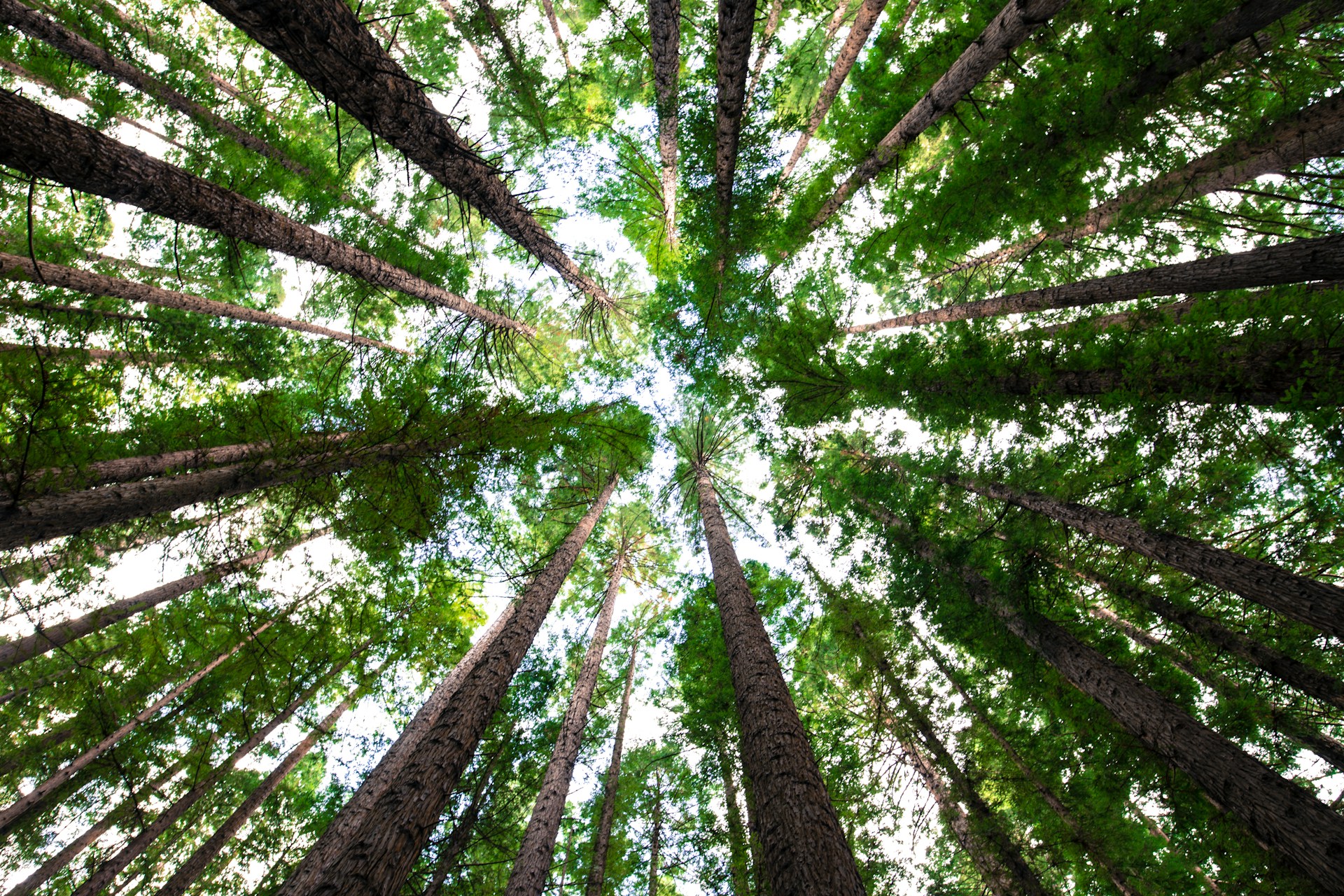 Green Inclusion: Edu-green Lessons